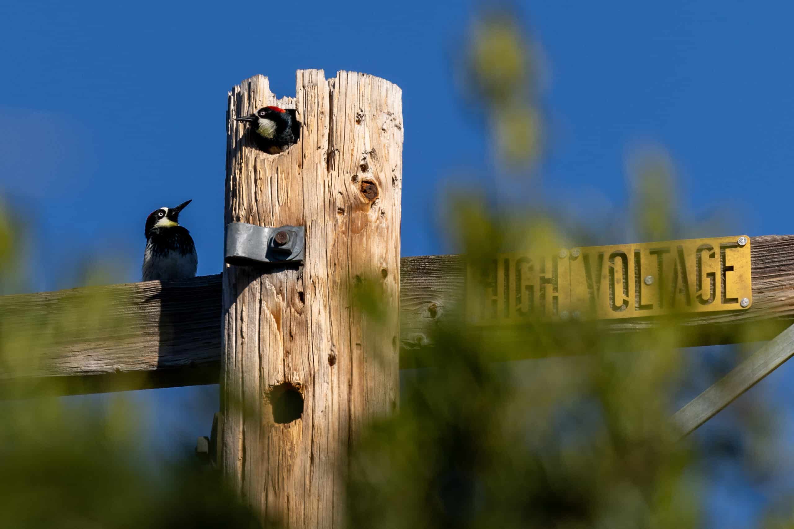 Acorn Woodpecker