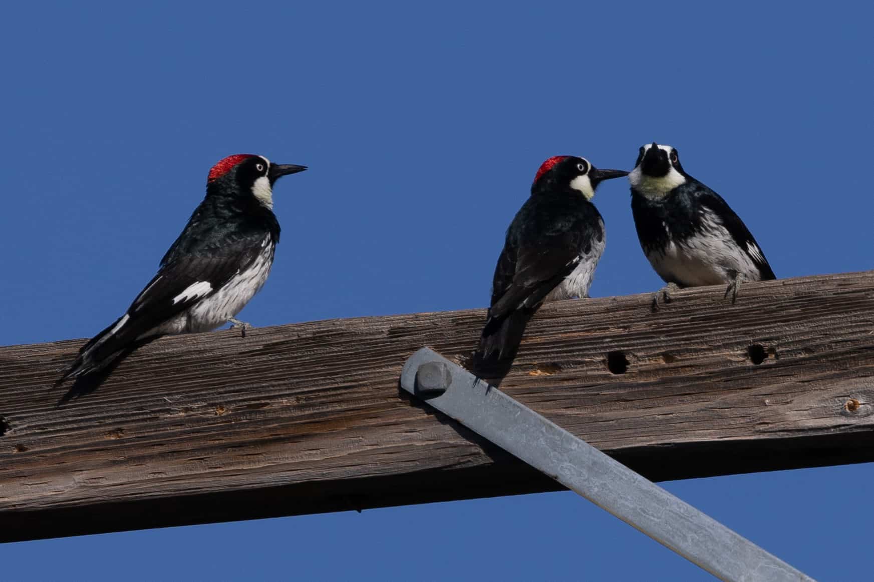 Acorn Woodpecker family