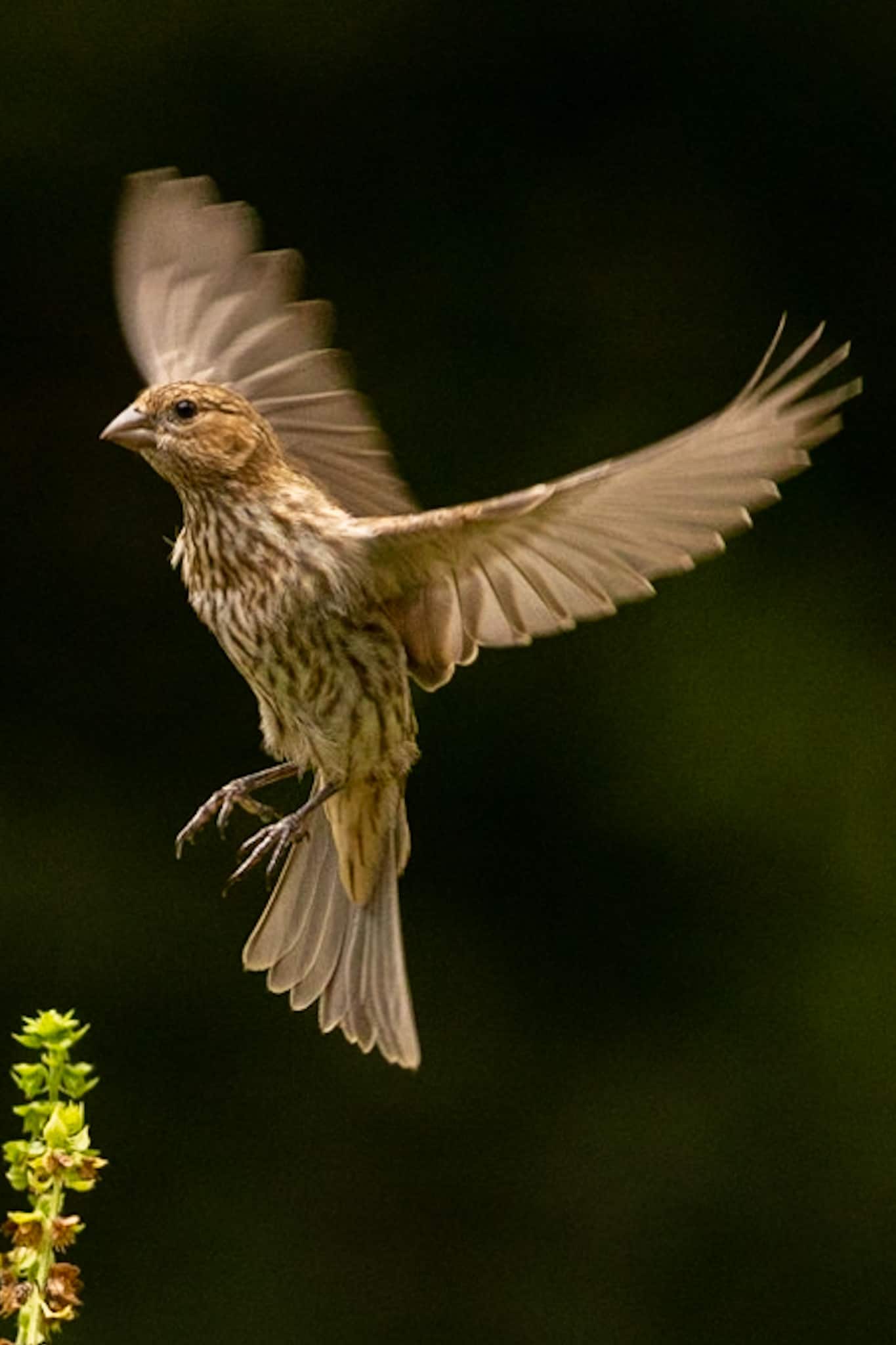 Juvenile House Finch